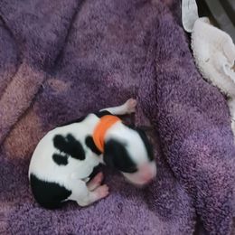 Heart boy (orange collar) - Tri-color male Cavalier King Charles Spaniel puppy in Albany, Oregon from Hit Parade Cavaliers