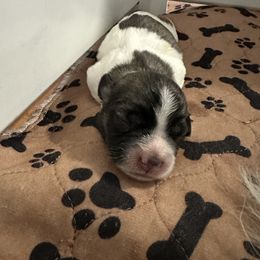Boy 3 - Coton de Tulear puppy from Uptown Cotons