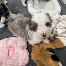 Wilson - Blue merle male Aussiedoodle puppy in Heber City, Utah from Junipersdoodles