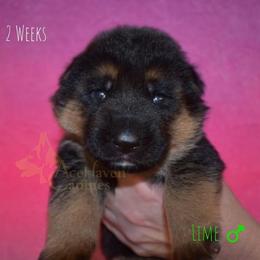 Lime - Black and red male German Shepherd puppy in Orlando, Florida from AceHaven Canines