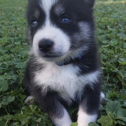 Pomskies from DnM Pomsky's of Mid Mo