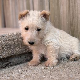Snowflake (green) - Wheaten female Scottish Terrier puppy in Chattanooga, Oklahoma from Lottie Dottie Scottie’s and Papillons