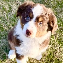 Miniature American Shepherd puppies from Greenwood Acres Kennel