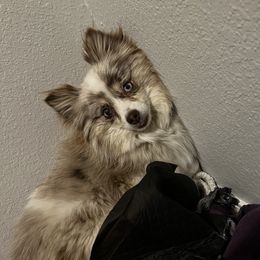Chanel - Pomeranian