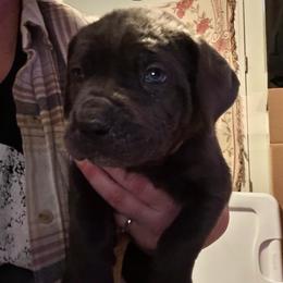 Girl 4 - Gray female Cane Corso puppy in New York from Ironside Cane Corso