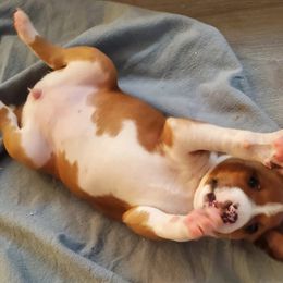 Basenji Puppies from Basenji Puppies