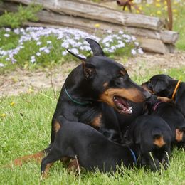 Doberman Pinscher Puppies from HQ Dobermans