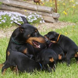 Doberman Pinscher Puppies from HQ Dobermans