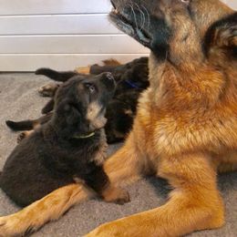 German Shepherd Puppies from Wolves Den Ranch