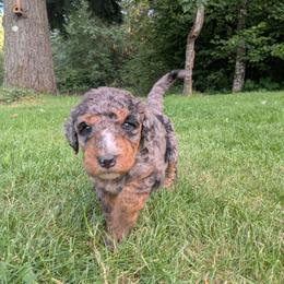 Coco - Blue merle female Aussiedoodle puppy in Yacolt, Washington from Aussiedoodles by Maggie