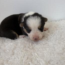 Charlie - Black and tan male Pembroke Welsh Corgi puppy in Hillsville, Virginia from Bonderosa Kennels