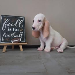 Banjo - Red and white male Basset Hound puppy in Denison, Texas from Emma Lou's Baby Bassets