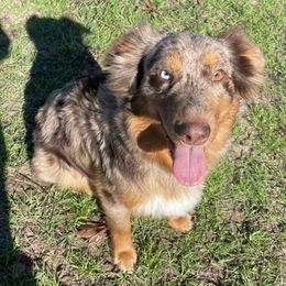 Australian Shepherds, Miniature Australian Shepherds, and Toy Australian Shepherds from Autumn & Colt’s Aussies