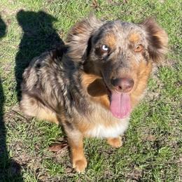 Australian Shepherds, Miniature Australian Shepherds, and Toy Australian Shepherds from Autumn & Colt’s Aussies