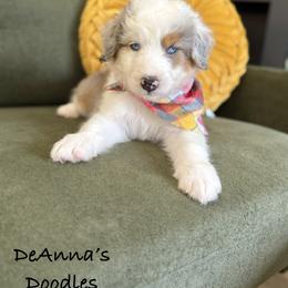 Aussiedoodle, Bernedoodle, and Sheepadoodle Puppies from DeAnna’s Doodles