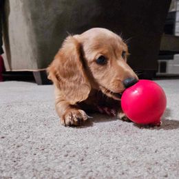 Dachshund Puppies from Michigan Rockin' Dachshunds