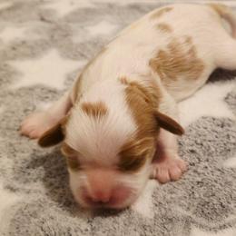 Saddie - Blenheim female Cavalier King Charles Spaniel puppy in Pennsylvania from Julie's Cavalier King Charles Spaniels