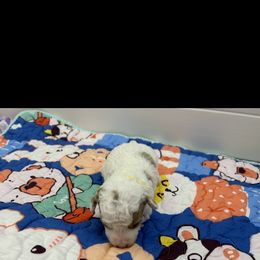 Poodle Puppies from Alisha Sneed's Bullmastiffs