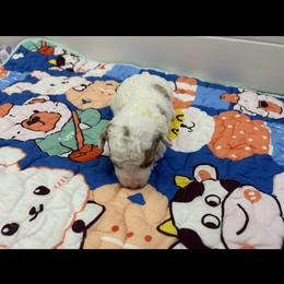 Poodle Puppies from Alisha Sneed's Bullmastiffs
