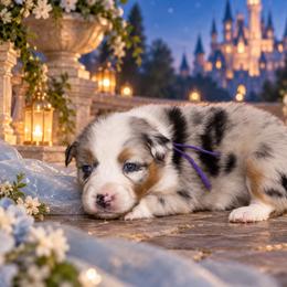 Cinderella - Blue merle female Australian Shepherd puppy in Placerville, California from BFF Aussies