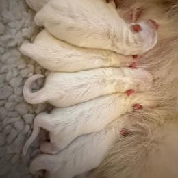 Boy 4 - White male Japanese Spitz puppy in Sebastopol, California from IMag Japanese Spitz
