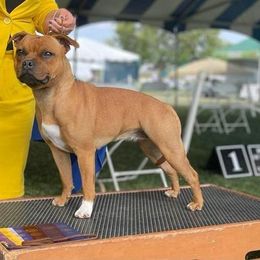 Staffordshire Bull Terrier All Grown Up from Shortyrock Staffordshire Bull Terriers