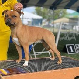 Staffordshire Bull Terrier All Grown Up from Shortyrock Staffordshire Bull Terriers