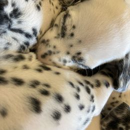 Dalmatian Puppies from Dalmatian Vacation