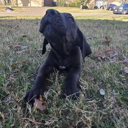 Laim - Black male Great Dane puppy in Arlington, Texas from Scoober Danes