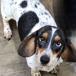 Pixie - Dachshund