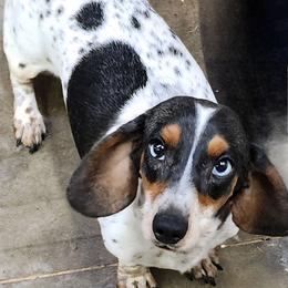 Pixie - Dachshund
