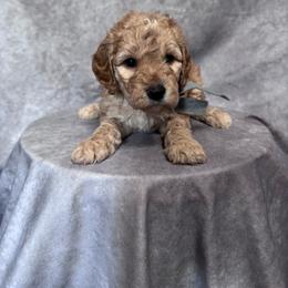 Gray Female- MiniGoldendoodle - Apricot female Goldendoodle puppy in Piedmont, South Carolina from The Farm at Saluda Ridge