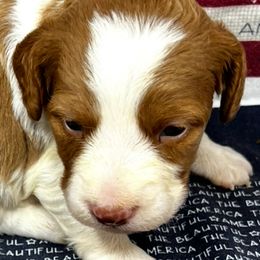 Pink girl 4 - Orange and white female Brittany puppy in Floyd Knobs, Indiana from Cross Creek Brittanys