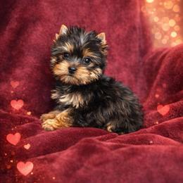 Sasha - Black and tan female Yorkshire Terrier puppy in Daleville, Indiana from Monarch Yorkshire Terriers