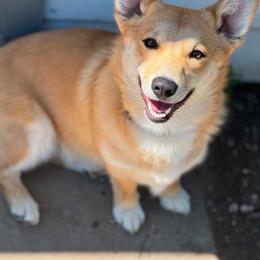American Corgi puppies from Flying Note Shorties