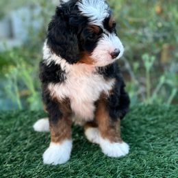 Fortnight aka "The Man" - Tri-color Bernedoodle puppy in Elk Grove, California from Cali Bernedoodles