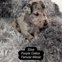 Elise - Merle female Great Dane puppy in Brooksville, Florida from Follow My Lead Great Danes