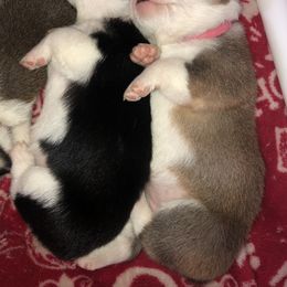 Pembroke Welsh Corgi Puppies from Naomi’s Corgis