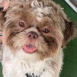 Chico - Shih Tzu