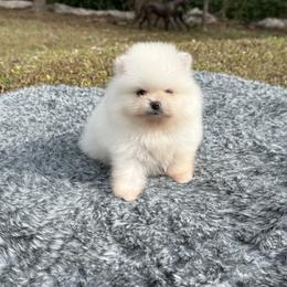 Valentino Bello - White male Pomeranian puppy in Naples, Florida from 🤎 Dreaming Puppies 🐶