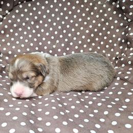 Ginny - Blue female Pembroke Welsh Corgi puppy in Orrtanna, Pennsylvania from Mountain Top Shepherd's