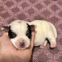 Phantom - Tri-color male Russell Terrier puppy in Viper, Kentucky from Mountain Top