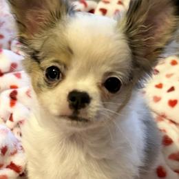 Chihuahua Puppies from PAWSitive Cheeky Chihuahuas