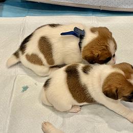 Golden Retriever and Jack Russell Terrier Puppies from Shelby Burleson's Golden Retrievers and Jack Russell Terriers
