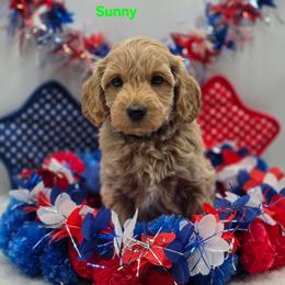 Sunny - Apricot male Goldendoodle puppy in Summerville, South Carolina from Channys Doodles