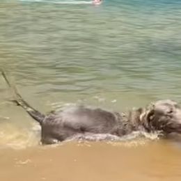 Labrador Retriever All Grown Up from Redfearn Retrievers