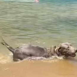 Labrador Retriever All Grown Up from Redfearn Retrievers