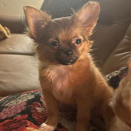 Bunny - Black sabled fawn female Chihuahua puppy in Burleson, Texas from Luxe Paradise House of Chi