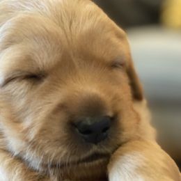 Golden Retrievers from GLAD's Goldens