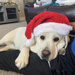 Labrador Retrievers from Idaho AKC Polar Labs